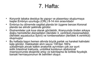 7. Hafta: Koryonik tabaka desidua ile yapışır ve plasentayı oluşturmaya başlar.Embriyo uzunluğu (CRL) 9-14 mm arasındadır  Embriyo bu dönemde sagittal planda bir üçgene benzer.Koronal planda ise silindir şeklinde görülür.  Ekstremiteler çok kısa olarak görülebilir. Kranyumda önden arkaya doğru hemisferler,diensefalon (ilerideki 3. ventrikül),mezensefalon (ilerideki aquaductus Sylvii) ve rombensefalon (ilerideki 4.ventrikül) oluşmuştur  Bu haftada başın hemen altında büyük,parlak ve hareket halindeki kalp görülür. Dakikadaki atım sayısı 130'dan 160'a yükselmiştir,ancak kalbin anatomik ayrıntıları çok zor ayırt edilir.İntestinal traktusta, umbilikal kordonun abdominal insersiyonunda ekojenite artışı ve kalınlaşma ile birlikte fizyolojik barsak herniasyonunun ilk belirtileri oluşur. 