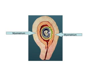 Myometrium  Myometrium 