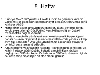 8. Hafta: Embriyo 15-22 mm'ye ulaşır.Gövde küboid bir görünüm kazanır. Ekstremiteler belirgindir, parmaklar ayırt edilebilir.Kranyumda geniş kaviteler görülür.  Hemisferler önden arkaya doğru genişler, lateral ventrikül içinde koroid pleksusler görülür.Üçüncü ventrikül genişliği en üstteki mezensefalik boşluk kadardır  İleride 4. ventriküle dönüşecek olan rombensefalik boşluk,tepesi ponsta bulunan bir piramit şeklinde kaudal bölümde yerini alır.Kalp atım hızı dakikada 160'a ulaşır.Bu haftanın sonlarında atrium ve ventrikül duvarları ayırt edilebilir.  Atrium bölümü ventriküllerin kapladığı alandan daha genişçedir ve kalbin 4 odacık görüntüsü bu haftada alınabilir.Kalp,toraksa boşluğunun %50'sini kaplar.Embriyoların %31'inde abdomen içinde sol üstte mide hipoekojen bir alan olarak görülür. 