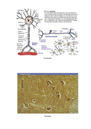 La neurona
Neuronas
 