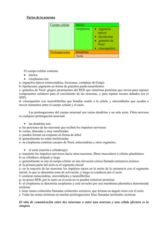Partes de la neurona
núcleoCuerpo celular
citoplasma • organelos
típicos
• lipofucsina
• gránulos de
Nissl
• citoesqueleto
DendritasProlongaciones
Axón
El cuerpo celular contiene:
• núcleo
• citoplasma con:
a- organelos típicos (mitocondrias, lisosomas, complejo de Golgi)
b- lipofucsina: pigmento en forma de gránulos pardo-amarillentos
c- gránulos de Nissl: grupos prominentes del RER que sintetizan proteínas que sirven para reponer
componentes celulares para el crecimiento de las neuronas, y para reparar axones dañados (en el
SNP)
d- citoesqueleto con neurofribrillas que brindan sostén a la célula, y microtúbulos que ayudan a
mover elementos entre el cuerpo celular y el axón.
Las prolongaciones del cuerpo neuronal son varias dendritas y un solo axón. Fibra nerviosa
es cualquier prolongación neuronal.
• las dendritas son:
a- las porciones de las neuronas que reciben los impulsos nerviosos
b- cortas, ahusadas y muy ramificadas
c- pueden formar un conjunto en forma de árbol
d- generalmente no están mielinizadas
e- su citoplasma contiene cuerpos de Nissl, mitocondrias y otros organelos.
• el axón (neurita o cilindroeje):
a- transmite los impulsos nerviosos hacia otras neuronas, fibras musculares o células glandulares
b- es cilíndrico, delgado y largo
c- generalmente se une al cuerpo celular en una elevación cónica llamada eminencia axónica
d- la primera parte del axón es el segmento inicial
e- en la mayoría de las neuronas los impulsos nacen en la unión de la eminencia con el segmento
inicial, lo que se denomina zona de activación, y luego se conducen por el axón
f- contiene mitocondrias, microtúbulos y neurofibrillas
g- no posee RER, por lo tanto en el axón no se pueden sintetizar proteínas
h- el citoplasma se denomina axoplasma y está envuelto por una membrana plasmática denominada
axolema
i- tiene ramas colaterales llamadas colaterales axónicos, que forman un ángulo recto con el axón.
j- Todas las ramas terminan en muchas prolongaciones finas llamadas terminales axónicas
El sitio de comunicación entre dos neuronas o entre una neurona y una célula efectora es la
sinapsis.
 
