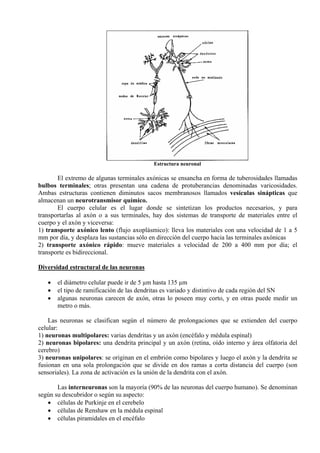 Estructura neuronal
El extremo de algunas terminales axónicas se ensancha en forma de tuberosidades llamadas
bulbos terminales; otras presentan una cadena de protuberancias denominadas varicosidades.
Ambas estructuras contienen diminutos sacos membranosos llamados vesículas sinápticas que
almacenan un neurotransmisor químico.
El cuerpo celular es el lugar donde se sintetizan los productos necesarios, y para
transportarlas al axón o a sus terminales, hay dos sistemas de transporte de materiales entre el
cuerpo y el axón y viceversa:
1) transporte axónico lento (flujo axoplásmico): lleva los materiales con una velocidad de 1 a 5
mm por día, y desplaza las sustancias sólo en dirección del cuerpo hacia las terminales axónicas
2) transporte axónico rápido: mueve materiales a velocidad de 200 a 400 mm por día; el
transporte es bidireccional.
Diversidad estructural de las neuronas
• el diámetro celular puede ir de 5 µm hasta 135 µm
• el tipo de ramificación de las dendritas es variado y distintivo de cada región del SN
• algunas neuronas carecen de axón, otras lo poseen muy corto, y en otras puede medir un
metro o más.
Las neuronas se clasifican según el número de prolongaciones que se extienden del cuerpo
celular:
1) neuronas multipolares: varias dendritas y un axón (encéfalo y médula espinal)
2) neuronas bipolares: una dendrita principal y un axón (retina, oído interno y área olfatoria del
cerebro)
3) neuronas unipolares: se originan en el embrión como bipolares y luego el axón y la dendrita se
fusionan en una sola prolongación que se divide en dos ramas a corta distancia del cuerpo (son
sensoriales). La zona de activación es la unión de la dendrita con el axón.
Las interneuronas son la mayoría (90% de las neuronas del cuerpo humano). Se denominan
según su descubridor o según su aspecto:
• células de Purkinje en el cerebelo
• células de Renshaw en la médula espinal
• células piramidales en el encéfalo
 