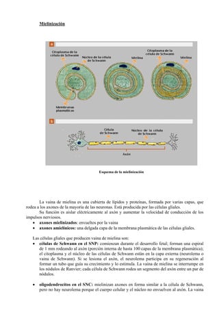 Mielinización
Esquema de la mielinización
La vaina de mielina es una cubierta de lípidos y proteínas, formada por varias capas, que
rodea a los axones de la mayoría de las neuronas. Está producida por las células gliales.
Su función es aislar eléctricamente al axón y aumentar la velocidad de conducción de los
impulsos nerviosos.
• axones mielinizados: envueltos por la vaina
• axones amielínicos: una delgada capa de la membrana plasmática de las células gliales.
Las células gliales que producen vaina de mielina son:
• células de Schwann en el SNP: comienzan durante el desarrollo fetal; forman una espiral
de 1 mm rodeando al axón (porción interna de hasta 100 capas de la membrana plasmática);
el citoplasma y el núcleo de las células de Schwann están en la capa externa (neurolema o
vaina de Schwann). Si se lesiona el axón, el neurolema participa en su regeneración al
formar un tubo que guía su crecimiento y lo estimula. La vaina de mielina se interrumpe en
los nódulos de Ranvier; cada célula de Schwann rodea un segmento del axón entre un par de
nódulos.
• oligodendrocitos en el SNC: mielinizan axones en forma similar a la célula de Schwann,
pero no hay neurolema porque el cuerpo celular y el núcleo no envuelven al axón. La vaina
 