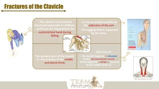 Fractures of the Clavicle
- The clavicle is commonly
fractured especially in children
- as forces are impacted to the
outstretched hand during
falling
- It may be pulled medially by
the adductors of the arm
- The sagging limb is supported
by the other
The weakest part of the clavicle
is : the junction of the middle
and lateral thirds
After fracture:
- the medial fragment elevated
by the sternomastoid muscle
- lateral fragment drops because
of the weight of the UL
sternomastoid muscle
 