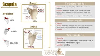 Scapula
Three borders :
• Superior
• Lateral : axillary: the thickest part of the bone, it
terminates at the lateral angle
• Medial : vertebral
Three angels :
• Inferior
• lateral : a shallow concave oval fossa that receives the
head of the humerus ( forms the glenoid cavity )
• Superior
Three processes :
•Spine : a thick projecting ridge of bone that continues
laterally
•Coracoid : a beaklike process, it has a finger like shape
pointed to the shoulder. it resembles is size shape and
direction
•Acromion : forms the subcutaneous point of the shoulder.
spine
coracoid
acromion
 