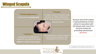 Winged Scapula
* Clinical appearance :
it will protrude posteriorly
* Etiology :
it's due to injury of thoracic long
nerve as in radial mastectomy
which causes paralysis of serratus
anterior muscle
* Symptoms :
the patient has difficulty in
raising the arm above the head
(difficult in rotation of the scapula).
The medial border and inferior angle of
the scapula will no longer be kept
closely applied to the chest wall
acromion ‫هو‬ ‫هنا‬ ‫للكسر‬ ‫عرضة‬ ‫األكثر‬ ‫المكان‬
‫الـ‬
because most of the scapula
is well protected by muscles
and by it’s association with
the thoracic wall, most of it's
fractures involve the
protruding subcutaneous
Acromion.
 