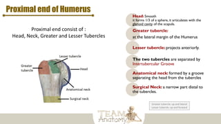 Proximal end of Humerus
Proximal end consist of :
Head, Neck, Greater and Lesser Tubercles
Head: Smooth
it forms 1/3 of a sphere, it articulates with the
glenoid cavity of the scapula.
Greater tubercle:
at the lateral margin of the Humerus
Lesser tubercle: projects anteriorly.
The two tubercles are separated by
Intertubercular Groove
Anatomical neck: formed by a groove
separating the head from the tubercles
Surgical Neck: a narrow part distal to
the tubercles.
Greater tubercle: up and lateral
Lesser tubercle: up and forward
 