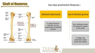 Shaft of Humerus has two prominent features :
Deltoid tuberosity
A rough elevation
laterally for the
attachment of deltoid
muscle
Spiral (Radial) groove
Runs obliquely down
the posterior aspect
of the shaft
It lodges the
important radial
nerve and vessels
 
