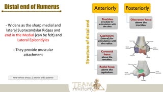 Distal end of Humerus
- Widens as the sharp medial and
lateral Supracondylar Ridges and
end in the Medial (can be felt) and
Lateral Epicondyles
- They provide muscular
attachment
Anteriorly
Trochlea:
(medial) for
articulation with
the ulna
Capitulum:
(lateral) for
articulation with
the radius.
Coronoid
fossa:
above the
trochlea
Radial fossa:
above the
capitulum.
Posteriorly
Olecranon fossa:
above the
trochlea.
Here we have 3 fossa : 2 anterior and 1 posterior
 