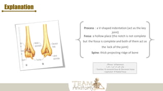 Explanation
‫كل‬fossa ‫يقابلها‬process
‫غائرة‬ ‫أجزاء‬ ‫النتوءات‬ ‫يقابل‬
- Trochlea  coronoid fossa & Olecranon Fossa
- Capitulum  Radial Fossa
 