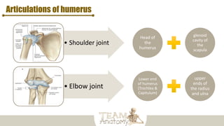 Articulations of humerus
• Shoulder joint
• Elbow joint
Head of
the
humerus
glenoid
cavity of
the
scapula
Lower end
of humerus
(Trochlea &
Capitulum)
upper
ends of
the radius
and ulna
 