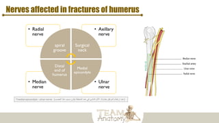 Nerves affected in fractures of humerus
• Ulnar
nerve
• Median
nerve
• Axillary
nerve
• Radial
nerve
spiral
groove
Surgical
neck
Medial
epicondyle
Distal
end of
humerus
(
‫بطاولة‬ ‫المرفق‬ ‫ارتطام‬ ‫عند‬
,
‫العصب‬ ‫هذا‬ ‫بسبب‬ ‫يكون‬ ‫المنطقة‬ ‫هذه‬ ‫في‬ ‫الناشئ‬ ‫األلم‬
*medial epicondyle : ulnar nerve (
 