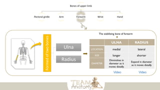 Bones of upper limb
Pectoral girdle Arm Forearm Wrist Hand
Formed
of
two
bones Ulna
Radius
ULNA RADIUS
LOCATION medial lateral
SIZE longer shorter
DIAMETER
Diminishes in
diameter as it
moves distally.
Expand in diameter
as it moves distally
The stabilizing bone of forearm
 