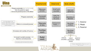 Ulna Proximal end
Olecranon
process
Coronoid
process
Tuberosity
of ulna
Trochlear
notch
Radial
notch
Distal end
Small and
rounded
head: lies
distally at
the wrist
styloid process:
medial distal
projection
Body (shaft)
Superiorly :
thick and
cylindrical
Inferiorly :
diminishes in
diameter
Has three
surfaces
Has three
borders
1. Anterior
2. Medial
3. Posterior
Anterior
(rounded)
posterior
(sharp)
Lateral
interosseous
(sharp)
- Projects proximally (near to the trunk)
from the posterior aspect.
- Forms the pointed portion of the elbow
Projects anteriorly
-A smooth rounded concavity( ‫)تقعر‬
-lateral to coronoid process.
Articulates with trochlea of humerus
Inferior to coronoid process
‫؟‬ Fossa ‫بـ‬ Radial Notch ‫تسميتنا‬ ‫عدم‬ ‫سبب‬ ‫ما‬
‫لل‬
‫ـ‬
‫ألنها‬
‫عميقة‬ ‫ليست‬
See slide 22
it is a long ridge on the
anterior side of the coronoid
process where the brachialis
muscle attaches
Articulates with the head of the radius
 