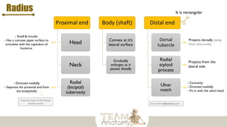 Proximal end
Head
Neck
Radial
(biciptal)
tuberosity
Body (shaft)
Convex at it’s
lateral surface
Gradually
enlarges as it
passes distally
Distal end
Dorsal
tubercle
Radial
styloid
process
Ulnar
notch
- Small & circular.
- Has a concave upper surface to
articulate with the capitulum of
humerus.
Radius
- Directed medially.
- Separate the proximal end from
the body(shaft)
Insertion point of the biceps
brachii muscle
It is rectangular
- Concavity
- Directed medially
- Fit in with the ulna’s head
Projects from the
lateral side.
Projects dorsally (away
from the trunk)
forms the radioulnar joint
 