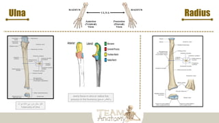 Ulna
every fossa in ulna or radius has
process in the humerus ‫صحيح‬ ‫والعكس‬
‫الـ‬ ‫هو‬ ‫االلنا‬ ‫في‬ ‫بارز‬ ‫مكان‬ ‫اكثر‬
Tuberosity of Ulna
Radius
 