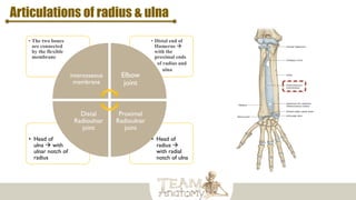 Articulations of radius & ulna
• Head of
radius 
with radial
notch of ulna
• Head of
ulna  with
ulnar notch of
radius
• Distal end of
Humerus 
with the
proximal ends
• of radius and
• ulna
• The two bones
are connected
by the flexible
membrane
interosseous
membrane
Elbow
joint
Proximal
Radioulnar
joint
Distal
Radioulnar
joint
 