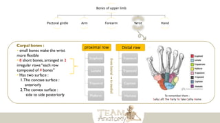 Bones of upper limb
Pectoral girdle Arm Forearm Wrist Hand
Carpal bones :
• small bones make the wrist
more flexible
• 8 short bones, arranged in 2
irregular rows “each row
composed of 4 bones”
• Has two surface :
1.The concave surface :
anteriorly
2.The convex surface :
side to side posteriorly
proximal row
Scaphoid
Lunate
Triquetral
Pisiform
Distal row
Trapezium
Trapezoid
Capitate
Hamate
from
lateral
to
medial
To remember them :
Sally Left The Party To Take Cathy Home
 
