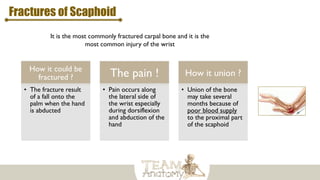 Fractures of Scaphoid
It is the most commonly fractured carpal bone and it is the
most common injury of the wrist
How it could be
fractured ?
• The fracture result
of a fall onto the
palm when the hand
is abducted
The pain !
• Pain occurs along
the lateral side of
the wrist especially
during dorsiflexion
and abduction of the
hand
How it union ?
• Union of the bone
may take several
months because of
poor blood supply
to the proximal part
of the scaphoid
 