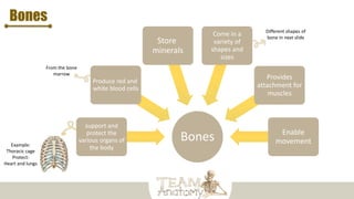 Bones
Bones
support and
protect the
various organs of
the body
Produce red and
white blood cells
Store
minerals
Come in a
variety of
shapes and
sizes
Provides
attachment for
muscles
Enable
movement
Example:
Thoracic cage
Protect:
Heart and lungs
From the bone
marrow
Different shapes of
bone in next slide
 