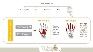 Bones of upper limb
Pectoral girdle Arm Forearm Wrist Hand
The
hand
Formed
of
metacarpal
Phalanges
Form the
skeleton of
the hand
between the
carpus and
phalanges
Each digit
has Three
Phalanges.
Except :
the Thumb
which has
only Two
 