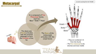 Metacarpal
It is composed of Five
Metacarpal bones,
each has :
Base + Shaft + Head
The Bases of the
metacarpals
articulate with the
carpal bones
The distal ends
(Heads) articulate
with the proximal
phalanges to form
the Knuckles of the
fist - They are numbered 1-5
from the thumb
- The first metacarpal is the
shortest and most mobile
we start counting from the THUMB
 