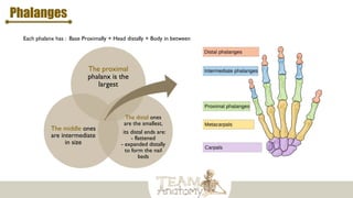 Phalanges
The proximal
phalanx is the
largest
The distal ones
are the smallest,
its distal ends are:
- flattened
- expanded distally
to form the nail
beds
The middle ones
are intermediate
in size
Each phalanx has : Base Proximally + Head distally + Body in between
 