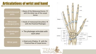 Articulations of wrist and hand
• Bases of the Metacarpal bones 
with the distal row of the carpal
bones
Carpometacarpal
joints
• Heads of metacarpal (knuckles) 
with the Proximal Phalanges
Metacarpo
phalangeal joints
• The phalanges articulate with
each other
Interphalangeal
joints
• Distal end of Radius  with the
Proximal Raw of Carpal bones
Wrist joint
 