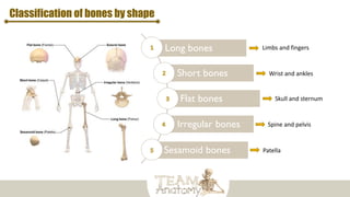 Classification of bones by shape
Long bones
Short bones
Flat bones
Irregular bones
Sesamoid bones
Limbs and fingers
Wrist and ankles
Skull and sternum
Spine and pelvis
Patella
 