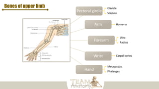 Pectoral girdle
Arm
Forearm
Wrist
Hand
Bones of upper limb Clavicle
Scapula
Ulna
Radius
Metacarpals
Phalanges
Humerus
Carpal bones
 
