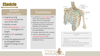 General
information
• long bone lying
horizontally across the
root of the neck.
• doubly curved.
• It is subcutaneous “under
the skin” throughout its
length.
• There is NO medullary
cavity.
• It has the appearance of
an elongated letter
Capital (S) lying on one
side
Functions
• It serves as a rigid support from
which the scapula and free
upper limb are suspended
• keep them away from the trunk
so that the arm has maximum
freedom of movement
• Transmits forces from the UL to
the axial skeleton
• Provides attachment for muscles
• It forms a boundary of the
Cervicoaxillary canal for
protection of the neurovascular
bundle of the UL
Clavicle
All long bones are vertical except for the clavicle is
horizontal
- Clavicle is clear seen in thin people and disappear in
obese one.
- medullary cavity = marrow cavity
- clavicles are one of the Cervicoaxillary components
- Cervicoaxillary canal : contain the nerves that come
from the neck and supply to the upper limb
 