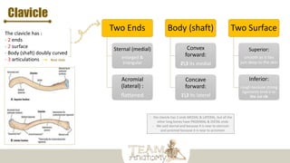 Clavicle
The clavicle has :
- 2 ends
- 2 surface
- Body (shaft) doubly curved
- 3 articulations Next slide
Two Ends
Sternal (medial)
enlarged &
triangular
Acromial
(lateral) :
flattened
Body (shaft)
Convex
forward:
23 its medial
Concave
forward:
13 its lateral
Two Surface
Superior:
smooth as it lies
just deep to the skin
Inferior:
rough because strong
ligaments bind it to
the 1st rib
- the clavicle has 2 ends MEDIAL & LATERAL, but all the
other long bones have PROXIMAL & DISTAL ends
- We said sternal end because it is near to sternum
and acromial because it is near to acromion
 