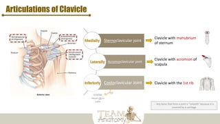Articulations of Clavicle
- Any bone that form a joint is “smooth” because it is
covered by a cartilage
Sternoclavicular joint
Acromioclavicular joint
Costoclavicular Joint
Clavicle with manubrium
of sternum
Clavicle with acromion of
scapula
Clavicle with the 1st rib
COSTAE
mean rib in
Latin
 