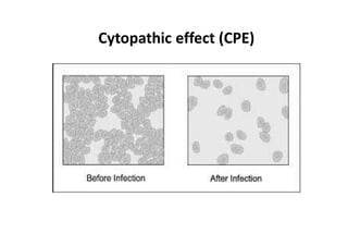 Cytopathic effect (CPE)
 