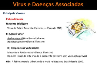 Principais Viroses
Febre Amarela
I) Agente Etiológico
Vírus da Febre Amarela (Flavivírus – Vírus de RNA)
II) Agente Vetor
Aedes aegypti (Ambiente Urbano)
Haemagogos (Ambiente Silvestre)
III) Hospedeiros Vertebrados
Macacos e Roedores (Ambiente Silvestre)
Homem (Quando este invade o ambiente silvestre sem vacinação prévia)
Obs: A febre amarela urbana não é mais relatada no Brasil desde 1960.
Vírus e Doenças Associadas
 