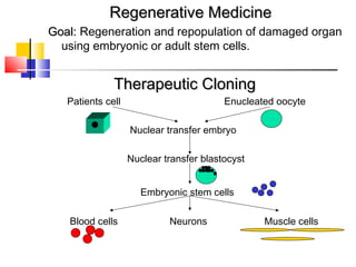 Regenerative MedicineRegenerative Medicine
Goal:Goal: Regeneration and repopulation of damaged organ
using embryonic or adult stem cells.
Therapeutic CloningTherapeutic Cloning
Patients cell Enucleated oocyte
Nuclear transfer embryo
Nuclear transfer blastocyst
Embryonic stem cells
Blood cells Neurons Muscle cells
 