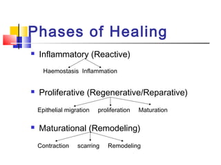 Phases of Healing
 Inflammatory (Reactive)
Haemostasis Inflammation
 Proliferative (Regenerative/Reparative)
Epithelial migration proliferation Maturation
 Maturational (Remodeling)
Contraction scarring Remodeling
 
