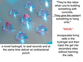 a novel hydrogel, to seal wounds and at
the same time deliver an antibacterial
punch
"They're like rebar
when you're building
something with
concrete,
They give the cement
something to hang
onto."
"MAX8,"
encapsulate living
cells in the
hydrogel and then
inject the gel into
secondary sites
without harming
the cells.
 
