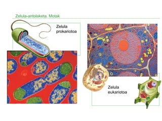 Zelula
eukariotoa
Zelula-antolaketa. Motak
Zelula
prokariotoa
 