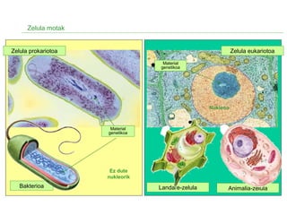 Zelula motak
Zelula prokariotoa Zelula eukariotoa
Landare-zelula Animalia-zelulaBakterioa
Nukleoa
Material
genetikoa
Material
genetikoa
Ez dute
nukleorik
 