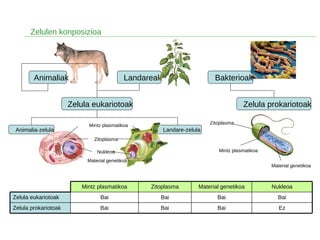 Landare-zelula
Bakterioak
Zelulen konposizioa
Animaliak Landareak
Zelula eukariotoak Zelula prokariotoak
EzBaiBaiBaiZelula prokariotoak
BaiBaiBaiBaiZelula eukariotoak
NukleoaMaterial genetikoaZitoplasmaMintz plasmatikoa
Mintz plasmatikoa
Animalia-zelula
Zitoplasma
Material genetikoa
Nukleoa
Zitoplasma
Mintz plasmatikoa
Material genetikoa
 
