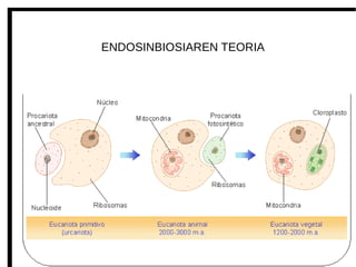 ENDOSINBIOSIAREN TEORIA
 