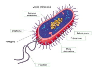 Zelula prokariotoa
Zelula-pareta
Mintz
plasmatikoa
Bakterio-
kromosoma
Erribosomak
Flageloak
zitoplasma
mikropilia
 