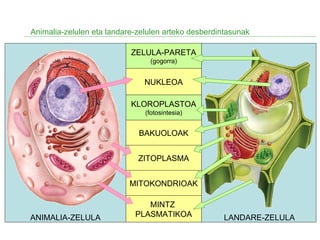 Animalia-zelulen eta landare-zelulen arteko desberdintasunak
ZELULA-PARETA
(gogorra)
ANIMALIA-ZELULA LANDARE-ZELULA
NUKLEOA
KLOROPLASTOA
(fotosintesia)
BAKUOLOAK
ZITOPLASMA
MINTZ
PLASMATIKOA
MITOKONDRIOAK
 