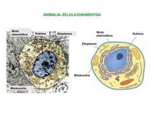 ANIMALIA- ZELULA EUKARIOTOA
NukleoaNukleoa Mintz
plasmatikoa
Mintz
plasmatikoa
Zitoplasma
Zitoplasma
Mitokondria
Mitokondria
 