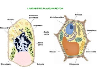 LANDARE-ZELULA EUKARIOTOA
Nukleoa
Nukleoa
Mint plasmatikoa
Membrana
plasmática
Citoplasma
Citoplasma
Mitocondria
Mitokondria
Zelula
pareta
Zelula
pareta
Bakuola
Bakuola
Kloroplasto
Cloroplasto
 