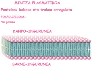 MINTZA PLASMATIKOA
Funtzioa: babesa eta trukea erregulatu
FOSFOLIPIDOAK:
*bi geruza
KANPO-INGURUNEA
BARNE-INGURUNEA
 