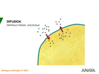 UNIDAD
3
Biología y Geología 4.º ESO
UNIDAD
1
El transporte a través de la membrana
DIFUSIOA:
PARTIKULA TXIKIAK . CO2,O2,Na,K
 