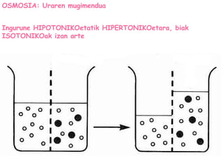 123. ORR.
OSMOSIA: Uraren mugimendua
Ingurune HIPOTONIKOetatik HIPERTONIKOetara, biak
ISOTONIKOak izan arte
 