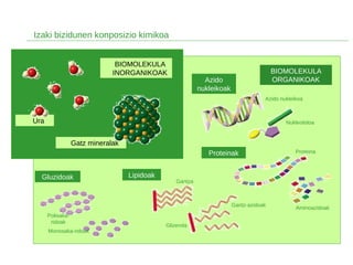 Izaki bizidunen konposizio kimikoa
Ura
Gatz mineralak
BIOMOLEKULA
INORGANIKOAK BIOMOLEKULA
ORGANIKOAK
Gluzidoak Lipidoak
Proteinak
Azido
nukleikoak
Polisaka-
ridoak
Monosaka-ridoak
Gantza
Glizerola
Gantz-azidoak
Aminoazidoak
Proteina
Nukleotidoa
Azido nukleikoa
 